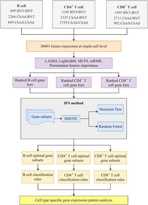 Identification of genes related to immune enhancement caused by heterologous ChAdOx1–BNT162b2 vaccines in lymphocytes at single-cell resolution with machine learning methods